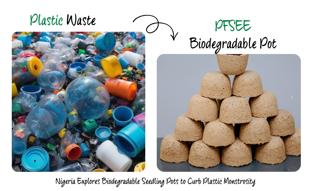 Nigeria Explores Biodegradable Seedling Pots to Curb Plastic Monstrosity